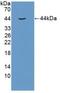 Insulin Like Growth Factor 1 antibody, MBS2027448, MyBioSource, Western Blot image 