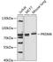 PR/SET Domain 6 antibody, A13216, Boster Biological Technology, Western Blot image 
