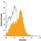 BGP antibody, IC1419P, R&D Systems, Flow Cytometry image 