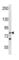 RecQ Like Helicase antibody, abx034693, Abbexa, Western Blot image 