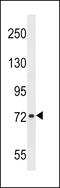 Chondroadherin Like antibody, LS-C168717, Lifespan Biosciences, Western Blot image 