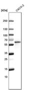 Lipolysis Stimulated Lipoprotein Receptor antibody, PA5-52412, Invitrogen Antibodies, Western Blot image 