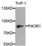 Phosphoinositide-3-Kinase Regulatory Subunit 1 antibody, MBS125698, MyBioSource, Western Blot image 
