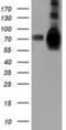 Heat Shock Protein Family A (Hsp70) Member 6 antibody, NBP2-03076, Novus Biologicals, Western Blot image 