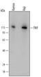 Toll Like Receptor Adaptor Molecule 1 antibody, AF6216, R&D Systems, Western Blot image 