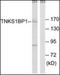 Tankyrase 1 Binding Protein 1 antibody, orb195516, Biorbyt, Western Blot image 