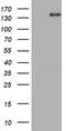 ATP/GTP Binding Protein 1 antibody, LS-C175226, Lifespan Biosciences, Western Blot image 