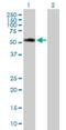 Tetratricopeptide Repeat Domain 31 antibody, H00064427-B01P, Novus Biologicals, Western Blot image 