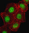 CAMP Responsive Element Binding Protein 1 antibody, 56-002, ProSci, Immunofluorescence image 