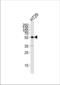 p53 antibody, TA328163, Origene, Western Blot image 