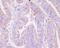 Forkhead Box O3 antibody, P00252, Boster Biological Technology, Immunohistochemistry frozen image 