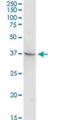 Testis Expressed 13A antibody, H00056157-D01P, Novus Biologicals, Western Blot image 