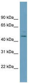 Pellino E3 Ubiquitin Protein Ligase 1 antibody, TA344773, Origene, Western Blot image 