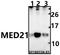 Mediator Complex Subunit 21 antibody, A10271-1, Boster Biological Technology, Western Blot image 