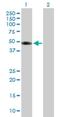 Tuftelin 1 antibody, H00007286-B01P, Novus Biologicals, Western Blot image 