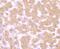 Transforming Growth Factor Alpha antibody, NBP2-75682, Novus Biologicals, Immunohistochemistry paraffin image 