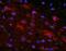 Nociceptin receptor antibody, A06228, Boster Biological Technology, Immunofluorescence image 
