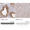 WD Repeat Domain 62 antibody, NBP2-48788, Novus Biologicals, Immunohistochemistry paraffin image 