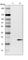 Diablo IAP-Binding Mitochondrial Protein antibody, HPA001825, Atlas Antibodies, Western Blot image 