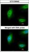 Tumor Protein P73 antibody, GTX109045, GeneTex, Immunofluorescence image 