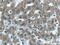 LysM Domain Containing 3 antibody, 24313-1-AP, Proteintech Group, Immunohistochemistry frozen image 