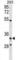 Ribosome Production Factor 2 Homolog antibody, abx030481, Abbexa, Western Blot image 