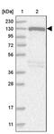 Nuclear Receptor Coactivator 7 antibody, PA5-56431, Invitrogen Antibodies, Western Blot image 