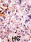 Cyclin Dependent Kinase Inhibitor 1B antibody, abx031893, Abbexa, Western Blot image 