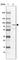 Endothelin Converting Enzyme 1 antibody, HPA001490, Atlas Antibodies, Western Blot image 