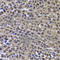 G Protein Pathway Suppressor 1 antibody, A6917, ABclonal Technology, Immunohistochemistry paraffin image 