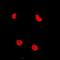 RAD54 Like 2 antibody, orb341001, Biorbyt, Immunocytochemistry image 
