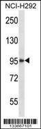 Histone Deacetylase 4 antibody, TA324523, Origene, Western Blot image 