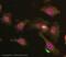 Cellular Communication Network Factor 1 antibody, ab24448, Abcam, Immunocytochemistry image 