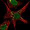 Zinc Finger Protein 526 antibody, HPA023070, Atlas Antibodies, Immunocytochemistry image 