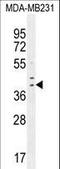 Interferon Regulatory Factor 1 antibody, LS-C165286, Lifespan Biosciences, Western Blot image 