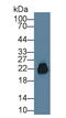 CD99 Molecule (Xg Blood Group) antibody, abx131325, Abbexa, Western Blot image 