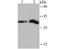 Histone Cluster 1 H1 Family Member C antibody, A06243, Boster Biological Technology, Western Blot image 