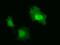 Interleukin 36 Alpha antibody, NBP2-02758, Novus Biologicals, Immunofluorescence image 