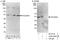 TSC22 Domain Family Member 4 antibody, A303-222A, Bethyl Labs, Western Blot image 