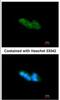 ARP antibody, NBP1-32037, Novus Biologicals, Immunofluorescence image 