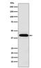 Inhibin Subunit Alpha antibody, M02413, Boster Biological Technology, Western Blot image 