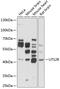 Urotensin 2 Receptor antibody, 18-883, ProSci, Western Blot image 
