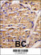 Mitochondrial Intermediate Peptidase antibody, 57-847, ProSci, Immunohistochemistry paraffin image 