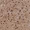 Microtubule Associated Protein 4 antibody, NBP1-85874, Novus Biologicals, Immunohistochemistry frozen image 