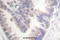Caspase 6 antibody, A02631S257, Boster Biological Technology, Immunohistochemistry paraffin image 