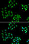 NSFL1 Cofactor antibody, STJ28760, St John
