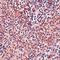 Nanog Homeobox antibody, orb75351, Biorbyt, Immunohistochemistry paraffin image 
