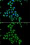 Coenzyme Q3, Methyltransferase antibody, GTX33110, GeneTex, Immunofluorescence image 