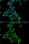 DHHB-MTase antibody, GTX33110, GeneTex, Immunofluorescence image 