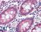 Transmembrane Serine Protease 4 antibody, LS-A9908, Lifespan Biosciences, Immunohistochemistry frozen image 